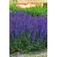 Szałwia omszona 'Carina' | Salvia x hybrida