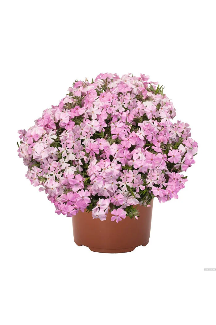 Floks szydlasty 'Spring® Soft Pink' | Phlox subulata