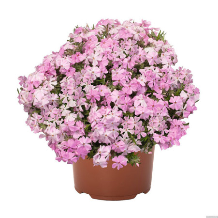 Floks szydlasty 'Spring® Soft Pink' | Phlox subulata