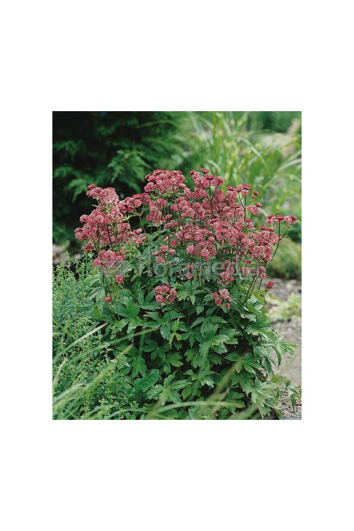 Jarzmianka 'Primadonna' | Astrantia