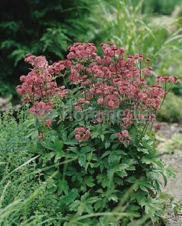 Jarzmianka 'Primadonna' | Astrantia