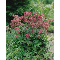Jarzmianka 'Primadonna' | Astrantia