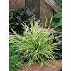 Turzyca Morrowa 'Goldband' | Carex morrowii