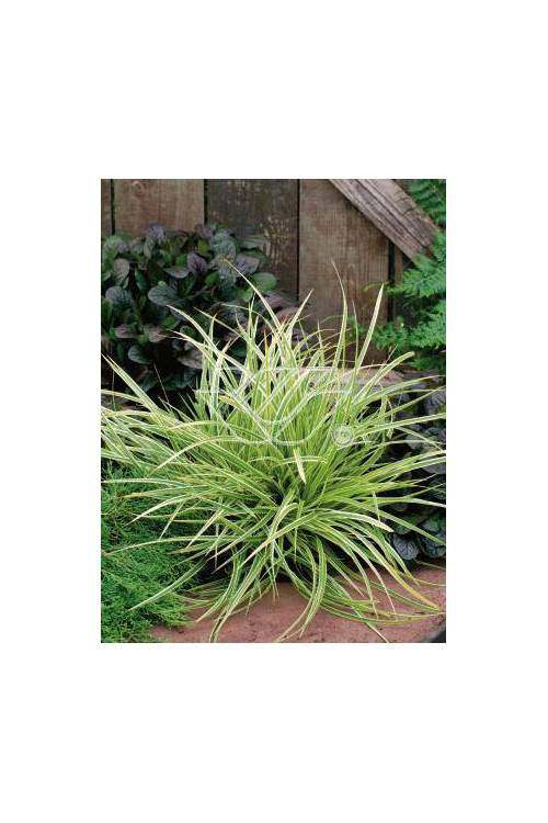 Turzyca Morrowa 'Goldband' | Carex morrowii