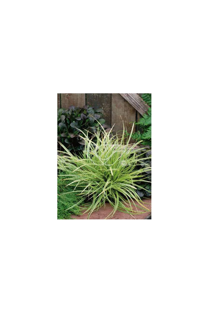 Turzyca Morrowa 'Goldband' | Carex morrowii