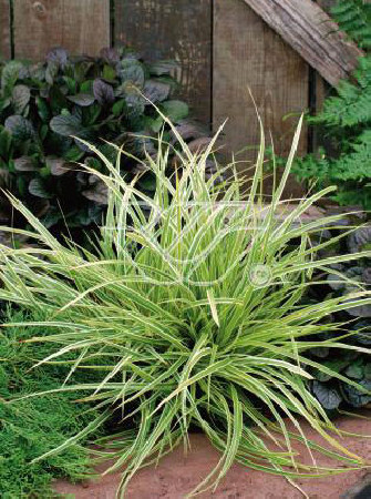 Turzyca Morrowa 'Goldband' | Carex morrowii