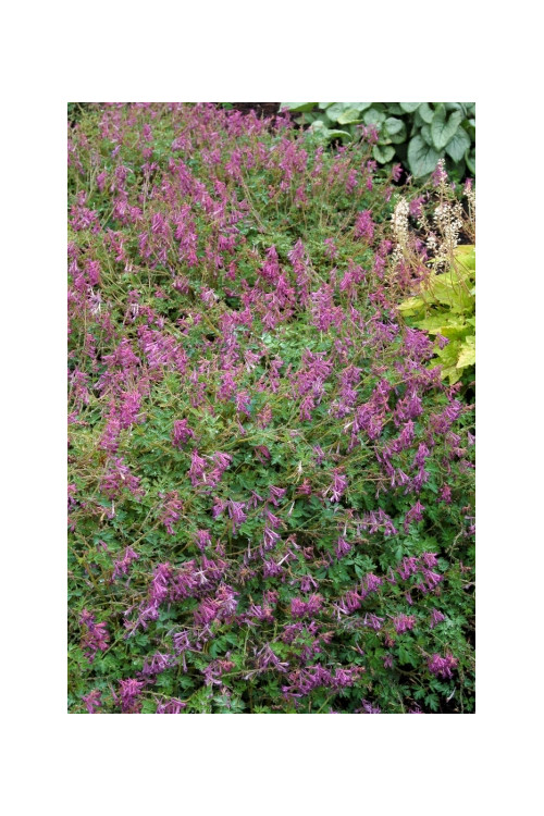 Kokorycz Blackberry Wine Corydalis