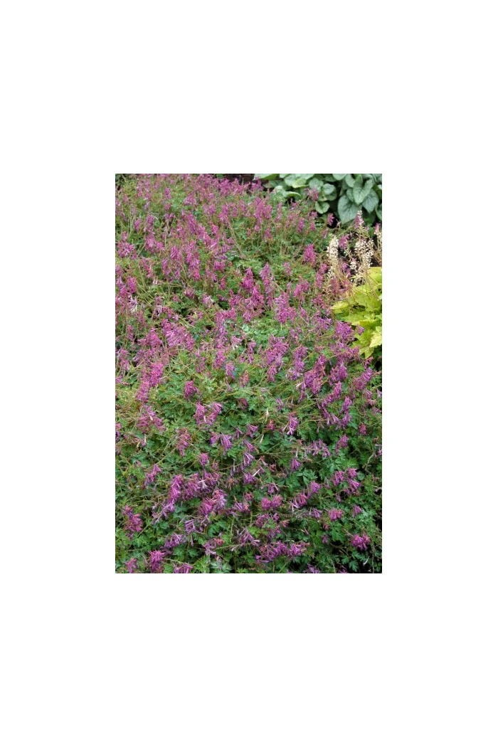 Kokorycz Blackberry Wine Corydalis