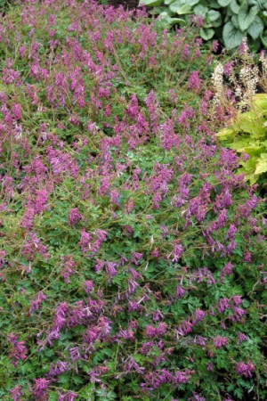 Kokorycz Blackberry Wine Corydalis