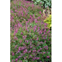 Kokorycz Blackberry Wine Corydalis