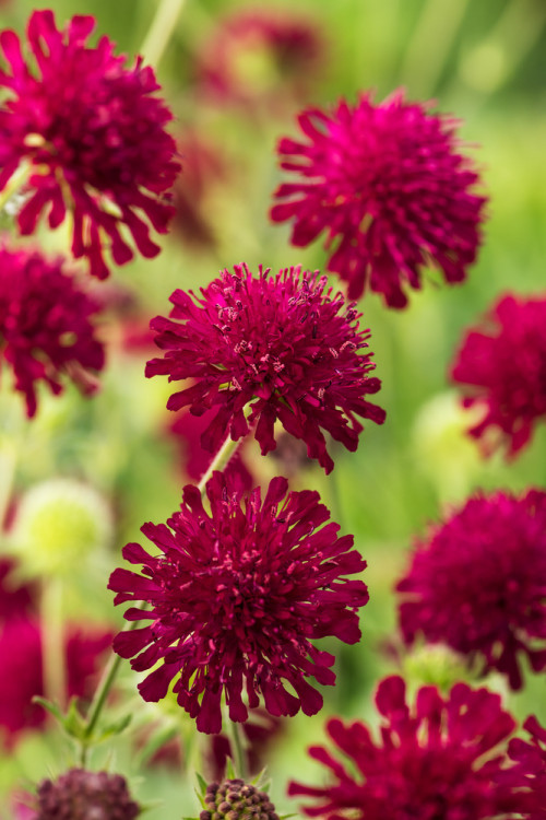 Knautia 'Red Knight' | Knautia macedonica