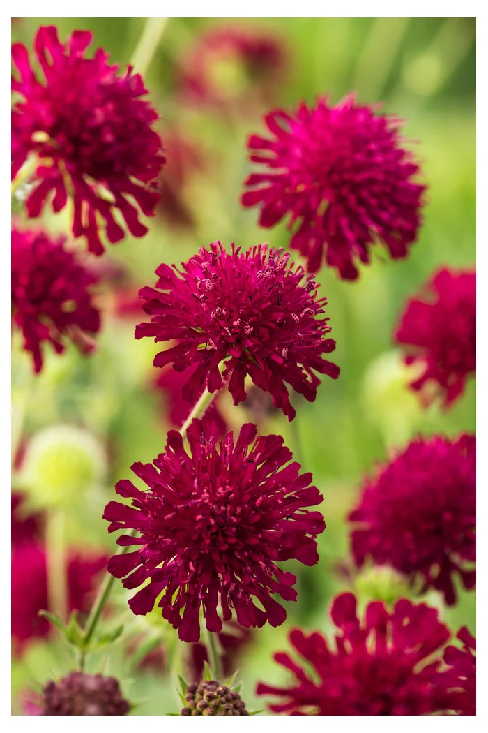 Knautia 'Red Knight' | Knautia macedonica