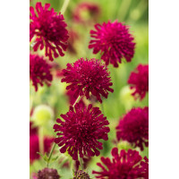 Knautia 'Red Knight' | Knautia macedonica