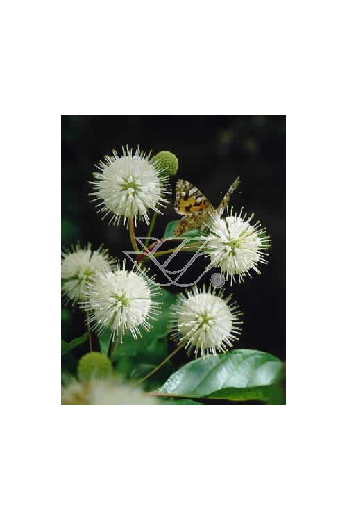 Guzikowiec zachodni Cephalanthus occidentalis