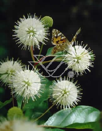 Guzikowiec zachodni Cephalanthus occidentalis