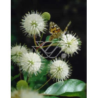 Guzikowiec zachodni Cephalanthus occidentalis