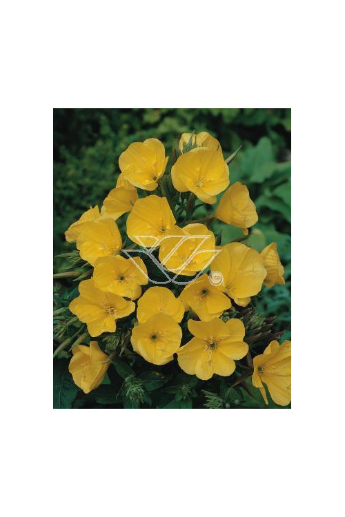 Wiesiołek czworokątmy 'Carmel' Oenothera tetragona