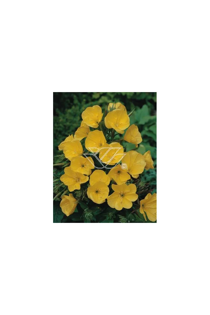 Wiesiołek czworokątmy 'Carmel' Oenothera tetragona