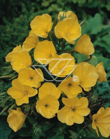 Wiesiołek czworokątmy 'Carmel' Oenothera tetragona