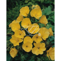 Wiesiołek czworokątmy 'Carmel' Oenothera tetragona