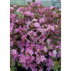 Azalia japońska 'Blanice' Azalea japonica