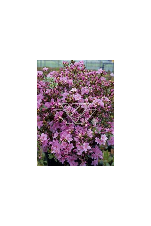 Azalia japońska 'Blanice' Azalea japonica