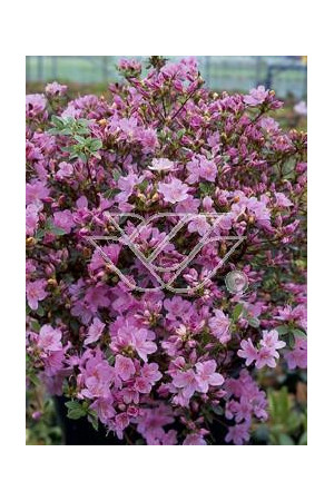Azalia japońska 'Blanice' Azalea japonica
