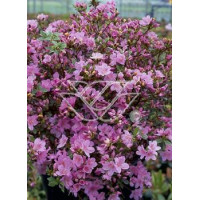 Azalia japońska 'Blanice' Azalea japonica