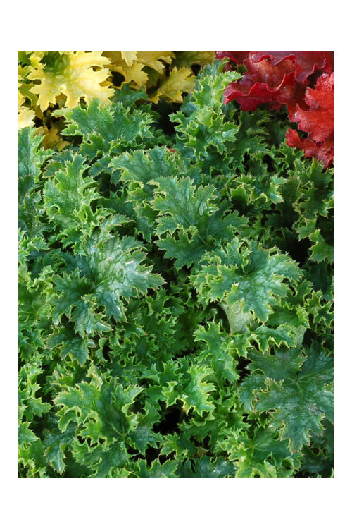 Żurawka 'Apple Crisp' | Heuchera