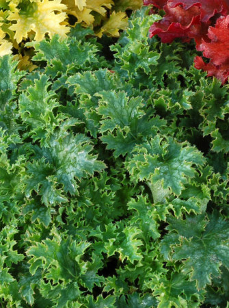 Żurawka 'Apple Crisp' | Heuchera