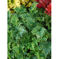 Żurawka 'Apple Crisp' | Heuchera