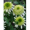 Jeżówka 'Honeydew' Echinacea
