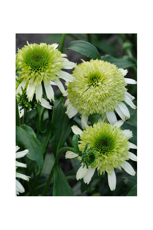 Jeżówka 'Honeydew' Echinacea
