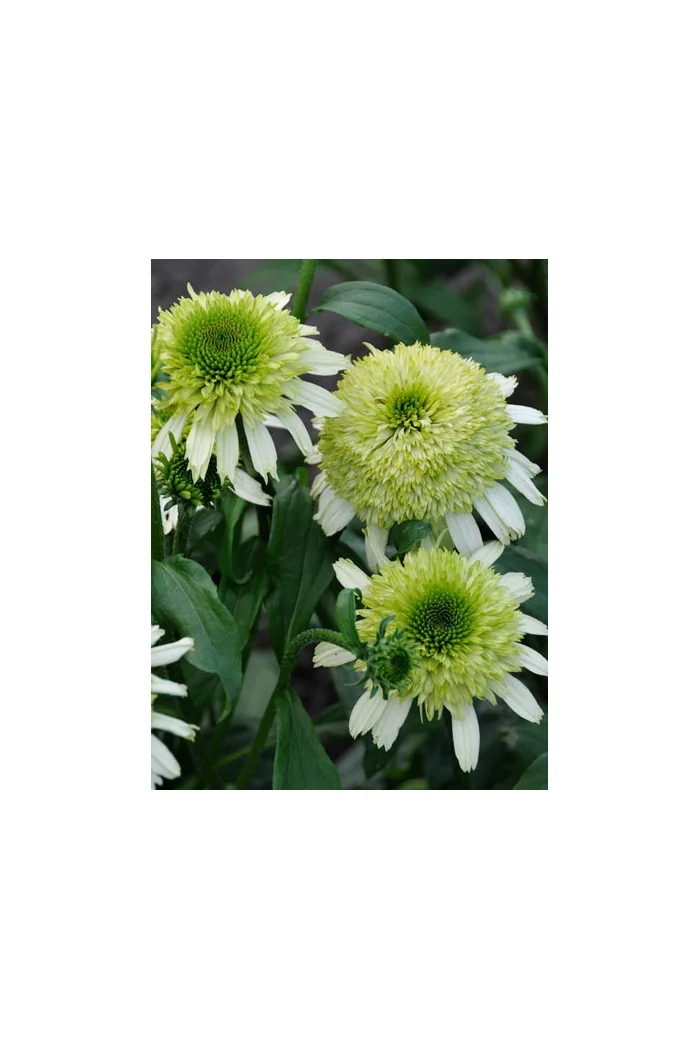 Jeżówka 'Honeydew' Echinacea