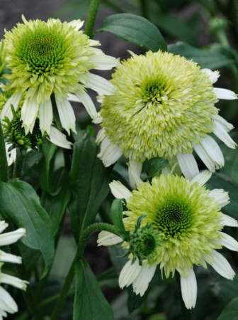 Jeżówka 'Honeydew' Echinacea
