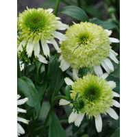 Jeżówka 'Honeydew' Echinacea