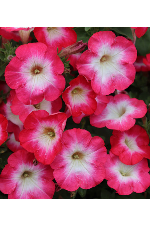 Surfinia 'Coral Morn'