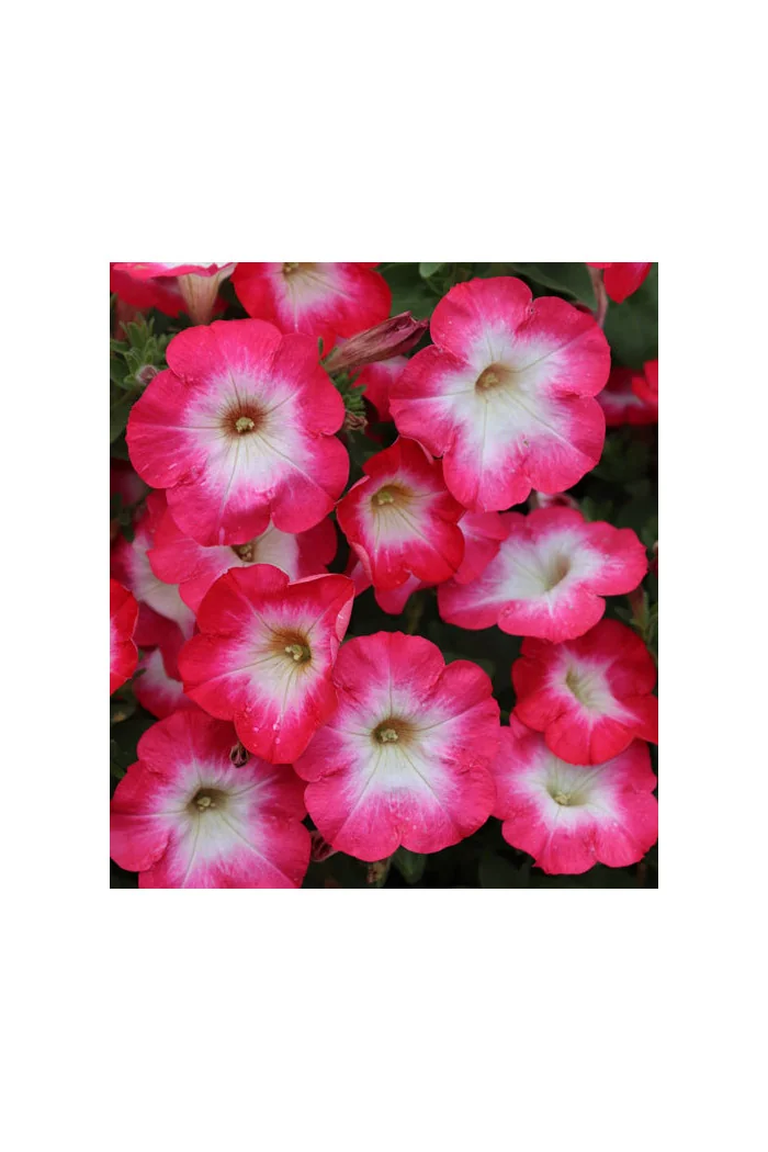 Surfinia 'Coral Morn'