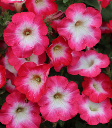 Surfinia 'Coral Morn'