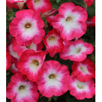 Surfinia 'Coral Morn'