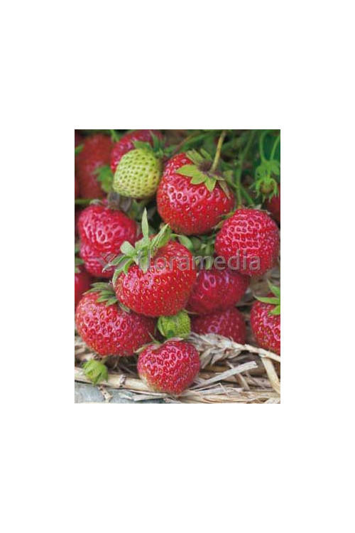 Truskawka 'Vima Zanta' Fragaria ananassa
