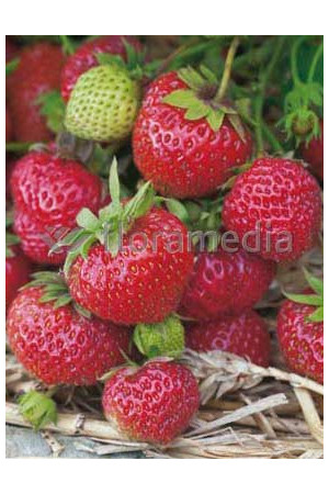 Truskawka 'Vima Zanta' Fragaria ananassa