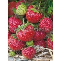 Truskawka 'Vima Zanta' Fragaria ananassa