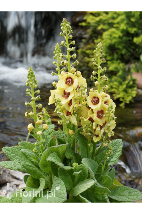 Dziewanna 'Dark Eyes' | Verbascum
