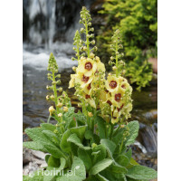 Dziewanna 'Dark Eyes' | Verbascum