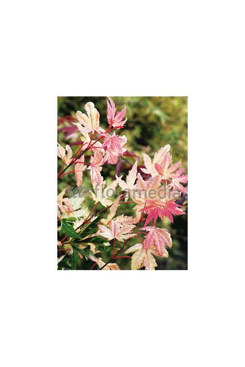 Klon palmowy 'Asahi Zuru' Acer palmatum