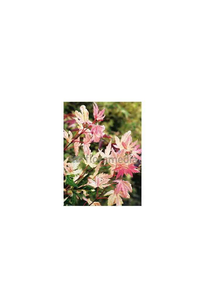 Klon palmowy 'Asahi Zuru' Acer palmatum