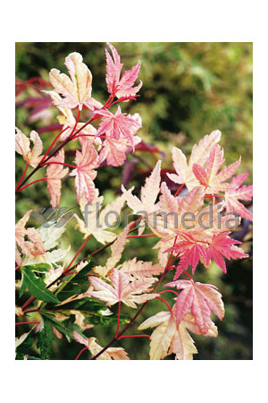 Klon palmowy 'Asahi Zuru' Acer palmatum