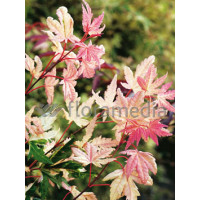 Klon palmowy 'Asahi Zuru' Acer palmatum