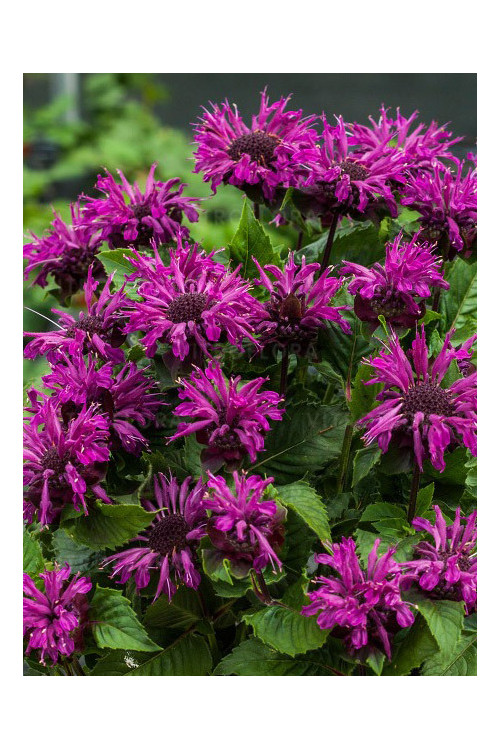 Pysznogłówka 'Bee Pure' | Monarda